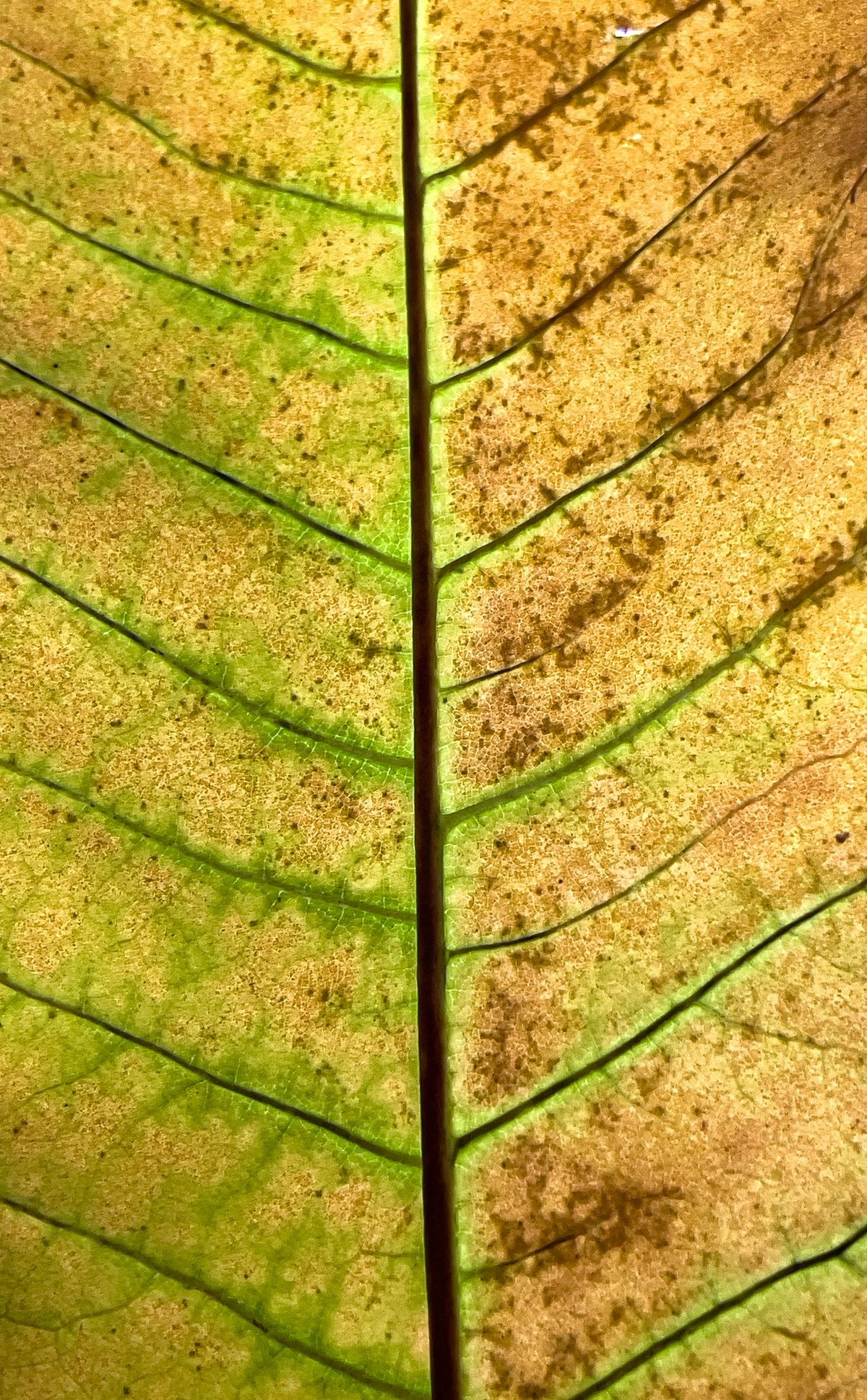 Nærbilde av grønt blad med brune flekker – symptom på næringsstress
