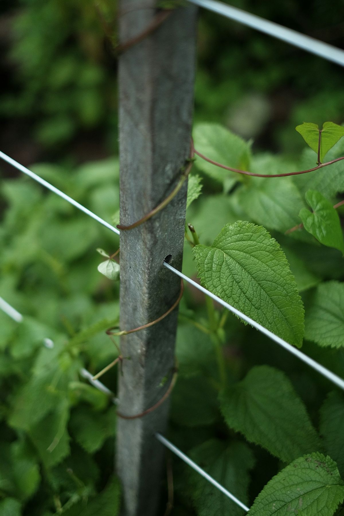 Grønn plante bundet til brun trepinne som støtte