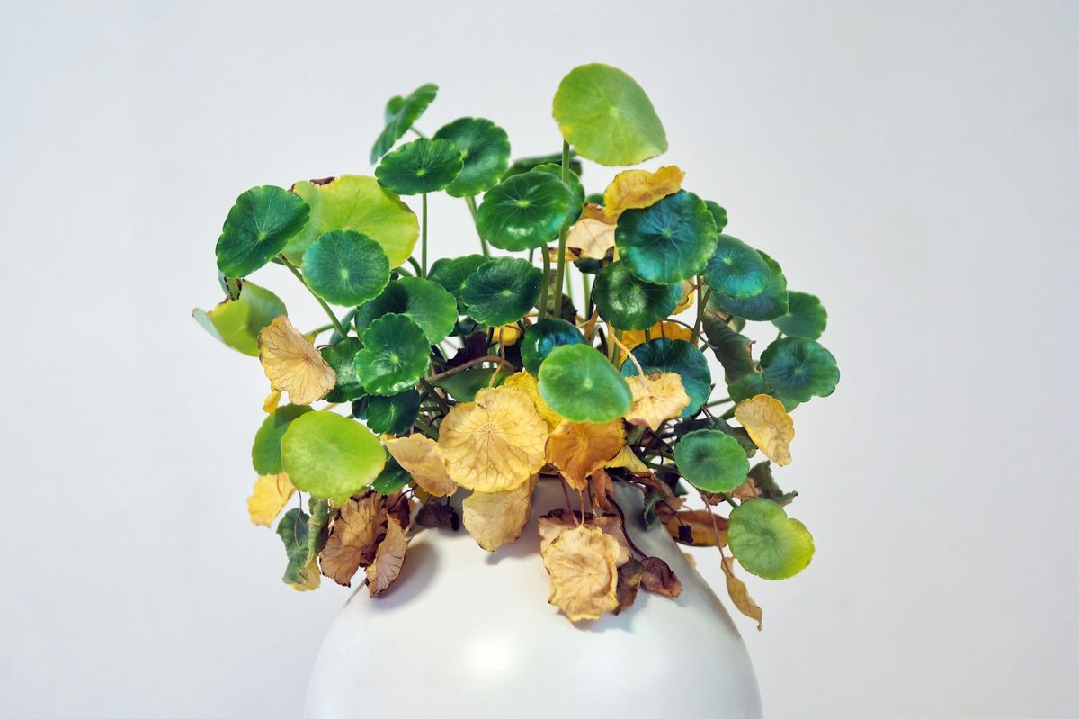 Potteplante med torre, slappe blader