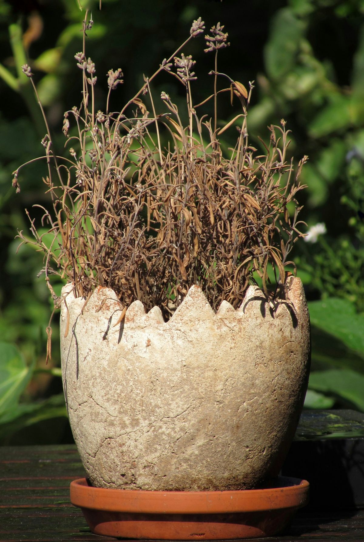 Vissen plante i en sprukken potte