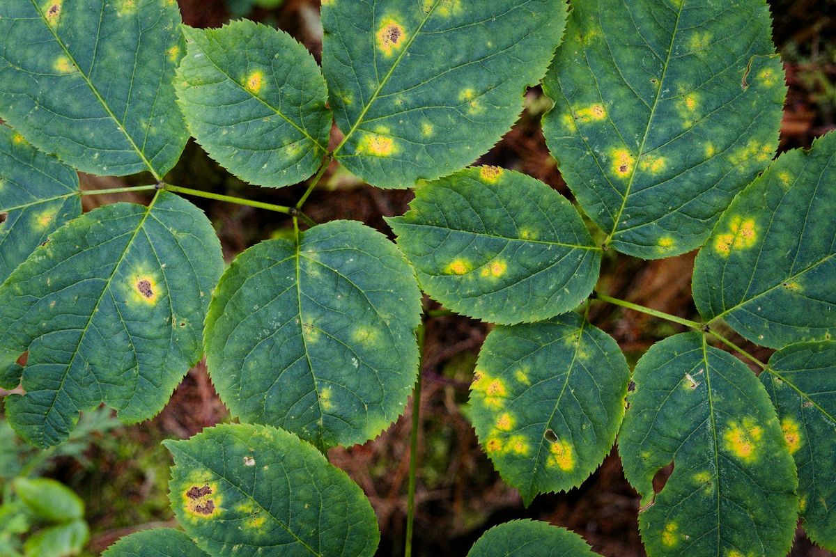 Nærbilde av grønt blad med gule flekker – symptom på rustsopp