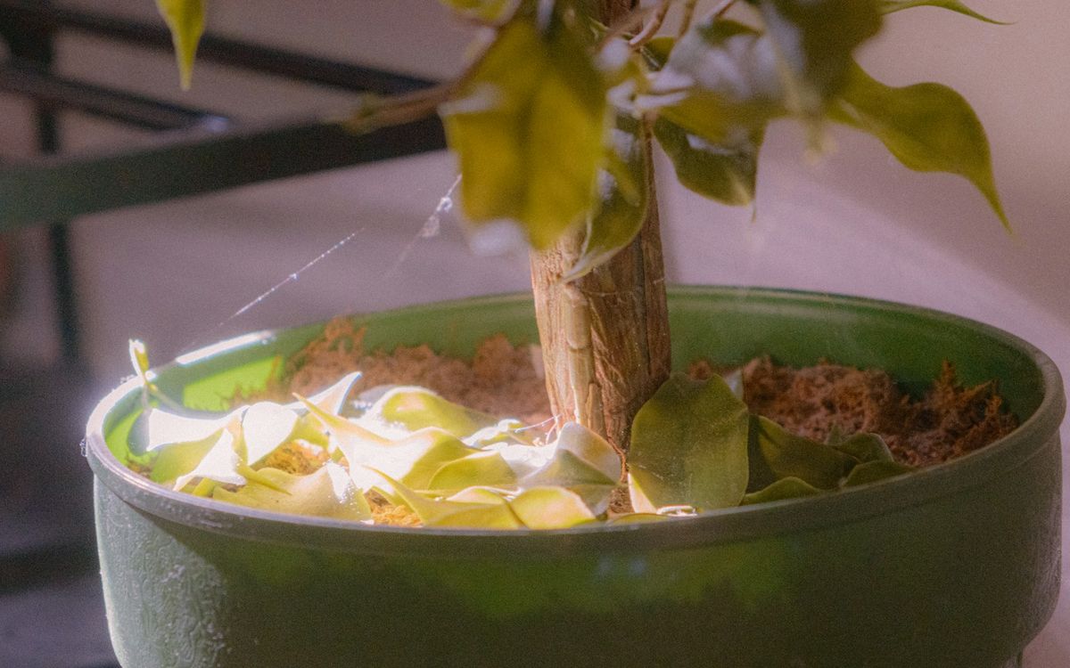 Potteplante med tørre blader og jord – habitat for sopmygg