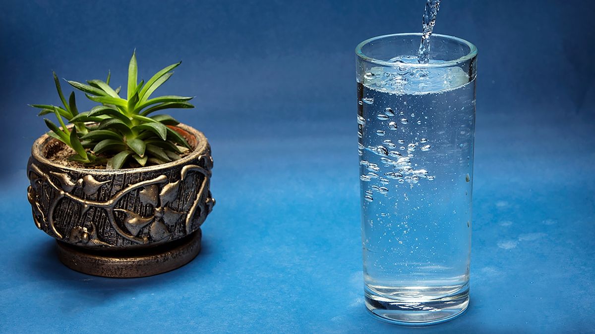 Vann helles i glass ved siden av potteplante