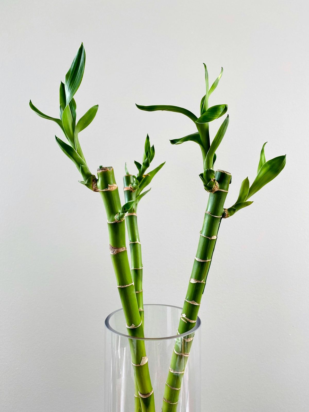 Lykkebambus (Dracaena sanderiana)