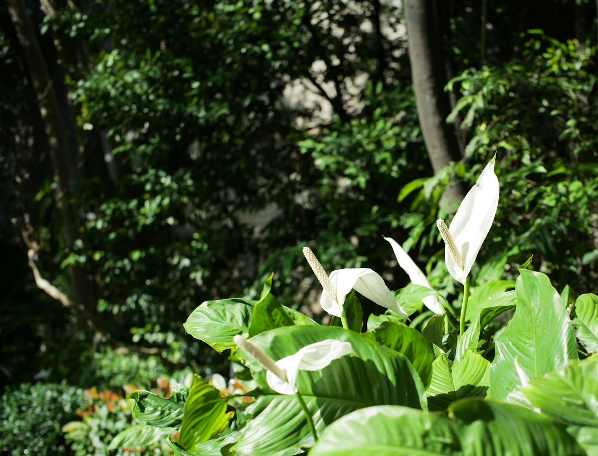 Fredslilje (Spathiphyllum)