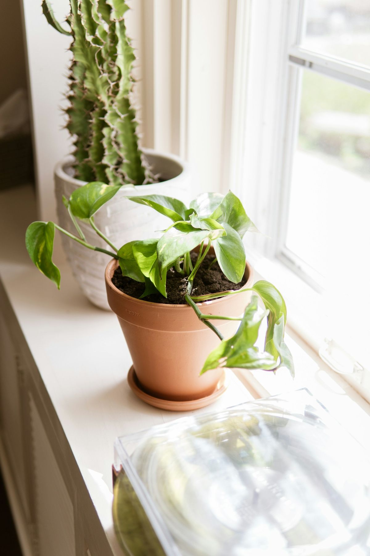 Pothos