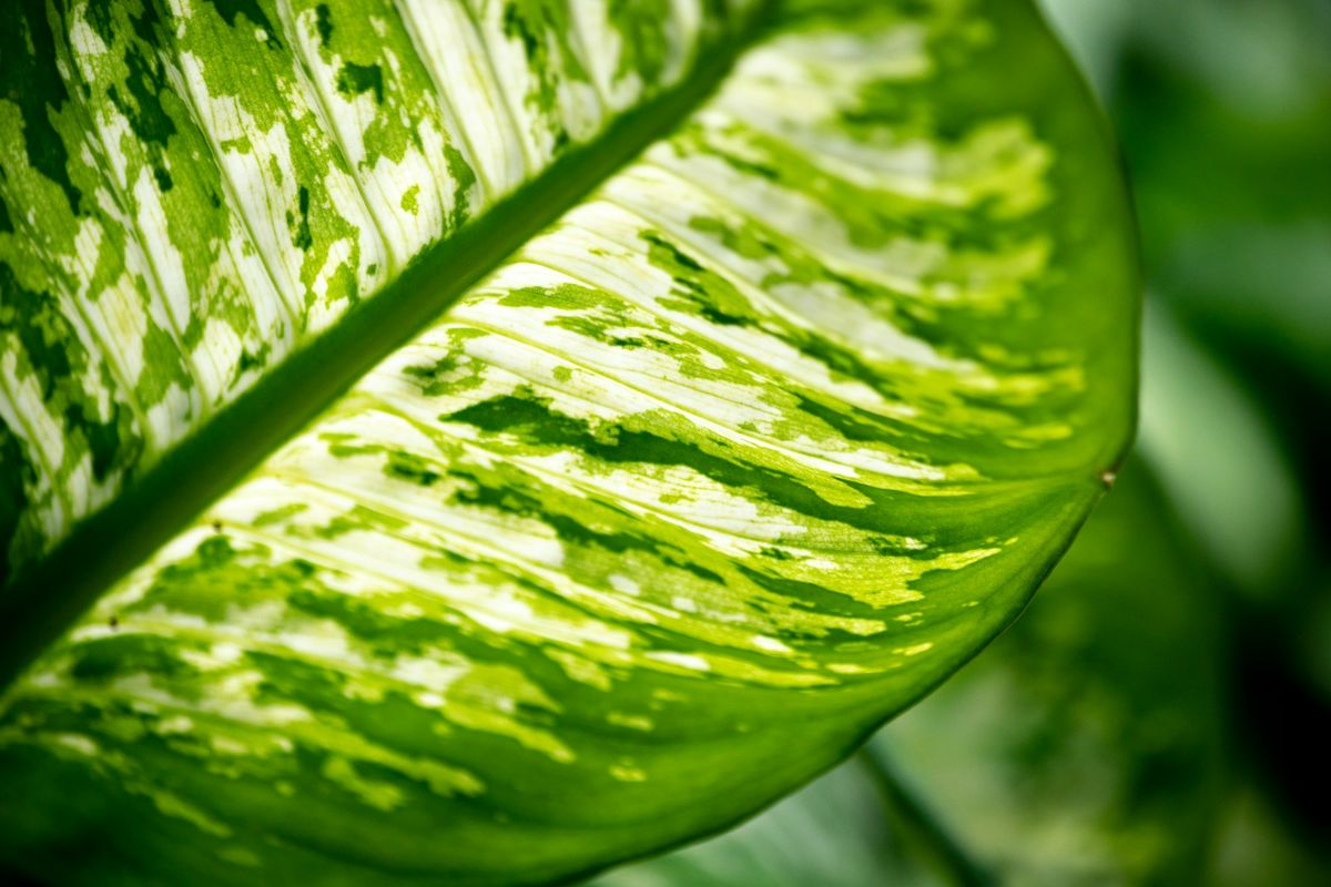 Dieffenbachia