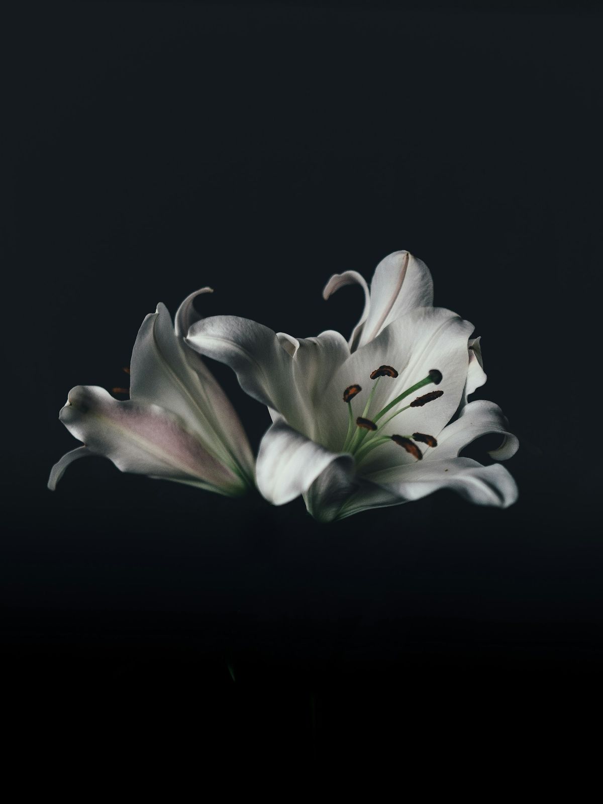 Ekte lilje (Lilium)