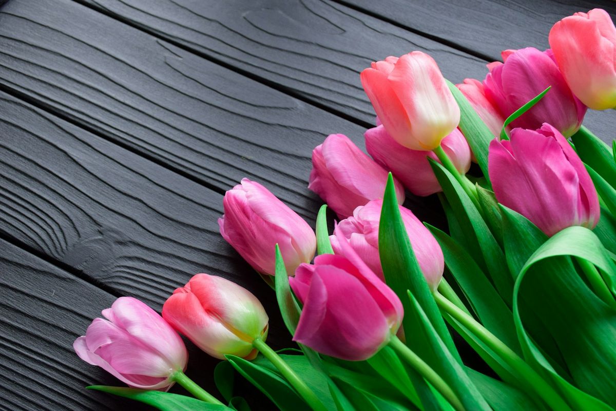 Tulipan