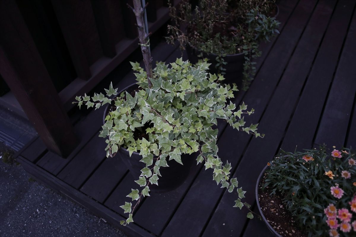 Eføy / murgrønn (Hedera helix)