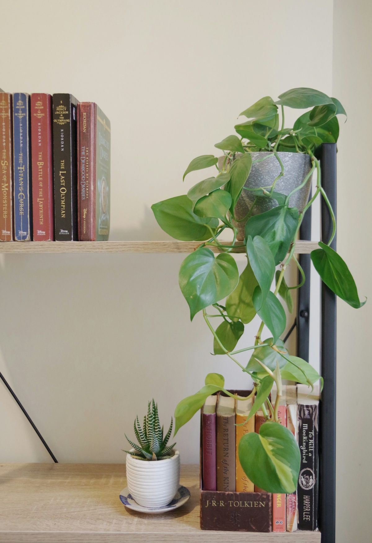 Hjertebladfilodendron (Philodendron hederaceum)