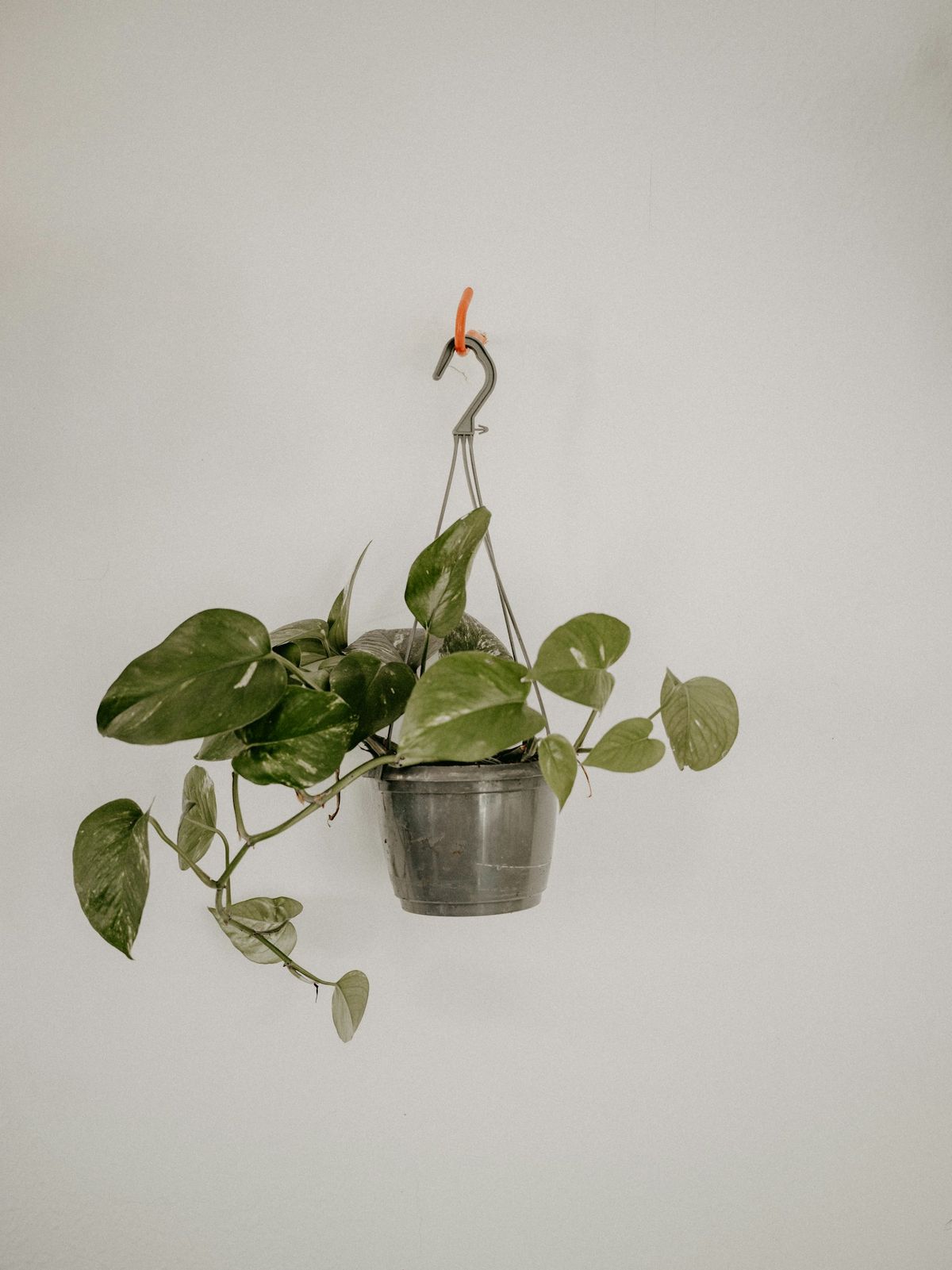Pothos (Epipremnum)