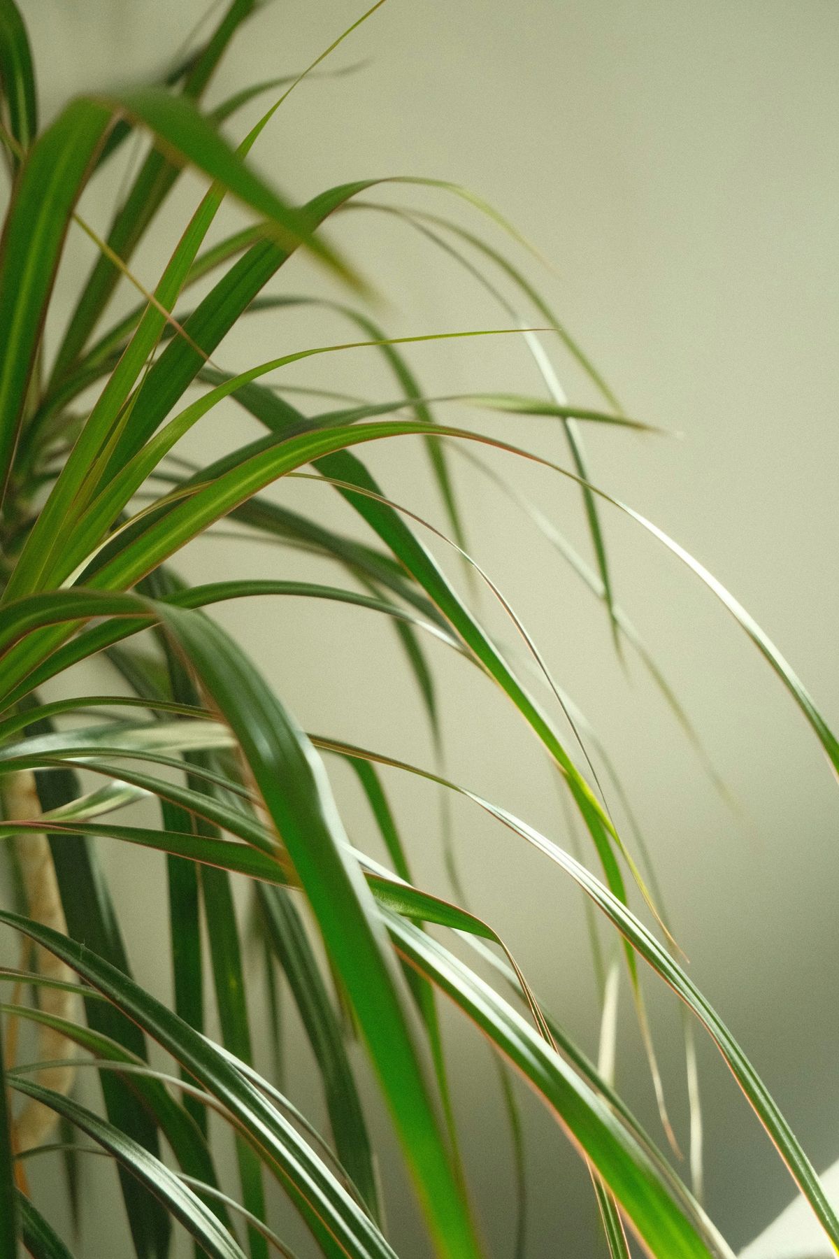 Dragetre (Dracaena)