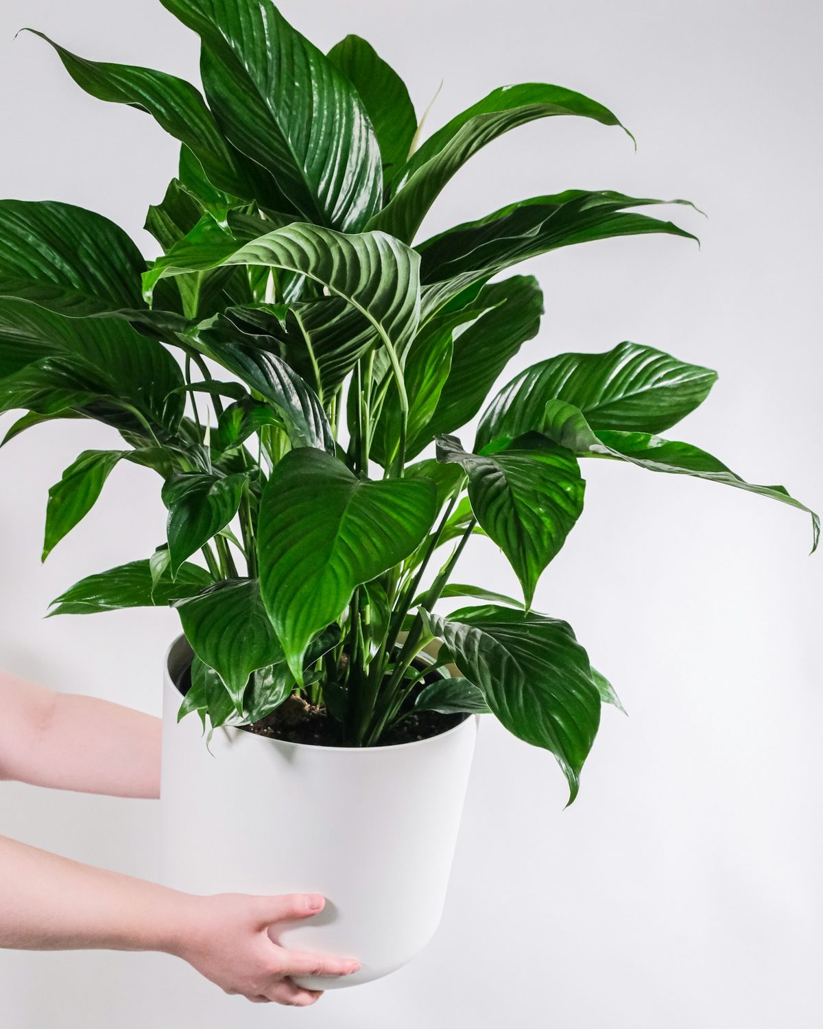 Fredslilje (Spathiphyllum)