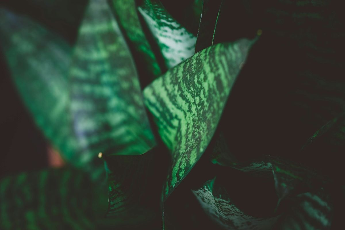 Svigermors tunge (Sansevieria)