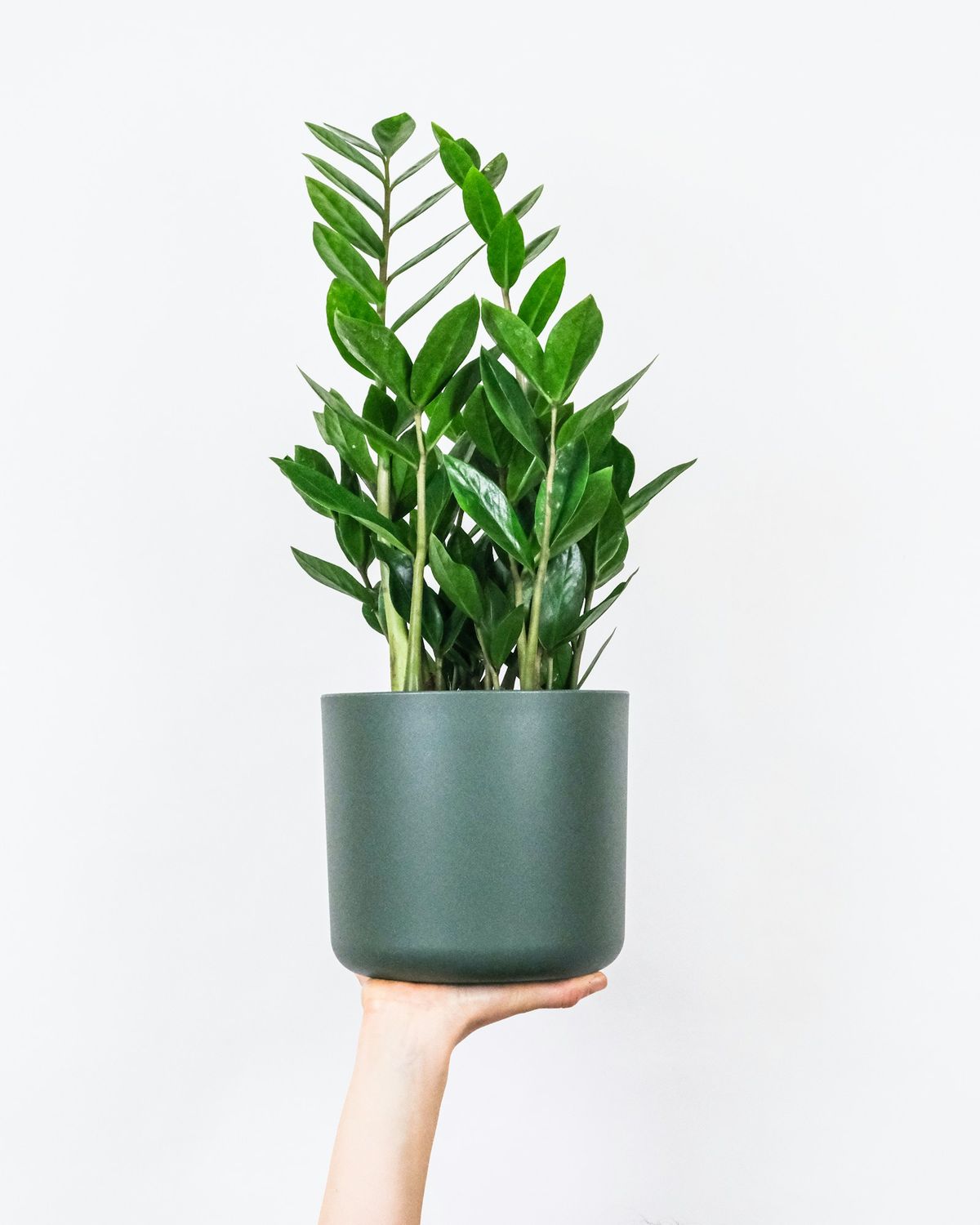 ZZ-plante (Zamioculcas)