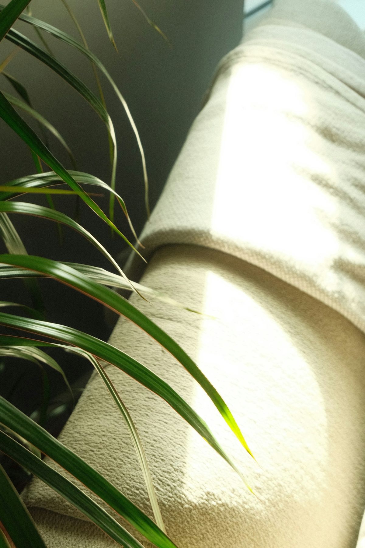 Dragetre (Dracaena)