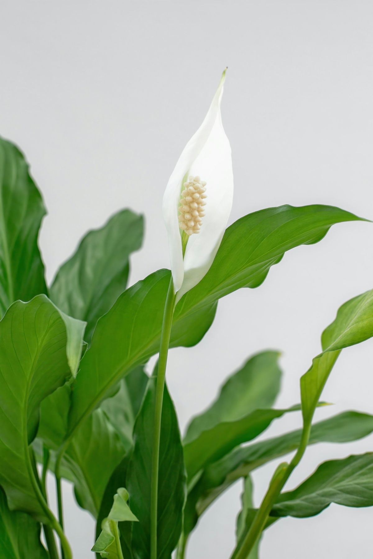 Fredslilje (Spathiphyllum)