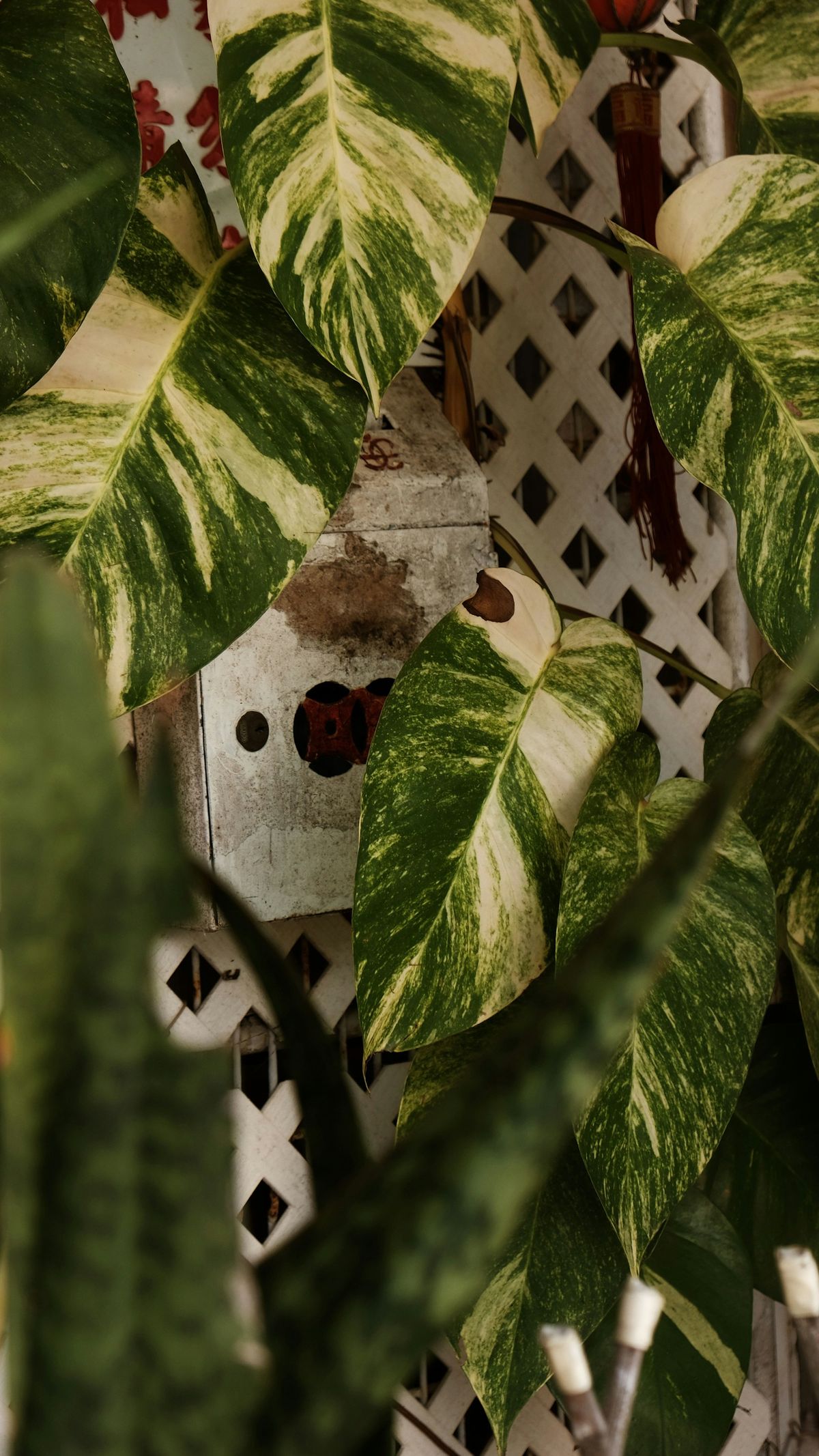 Pothos (Epipremnum)
