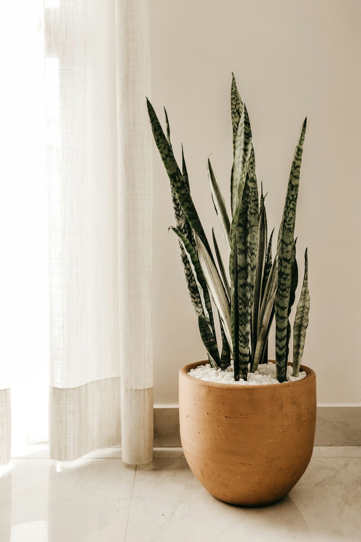 Svigermors tunge (Sansevieria)
