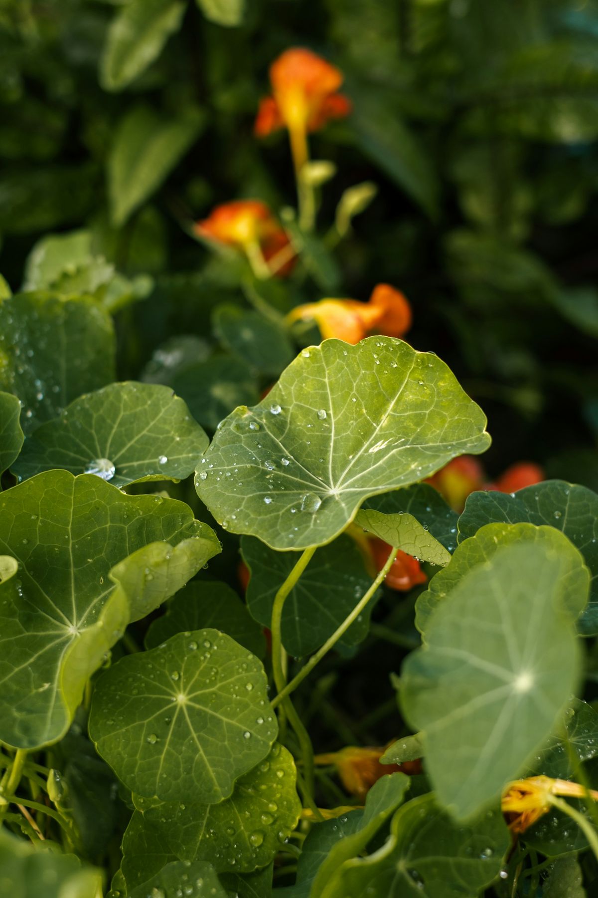 Blomkarse (Tropaeolum)