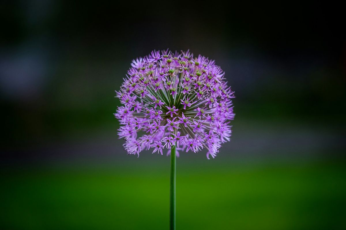 Gressløkblomst