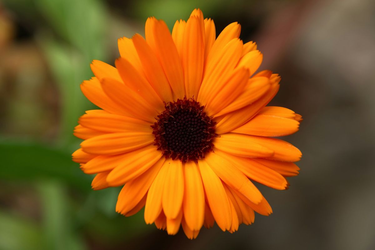 Ringblomst (Calendula)