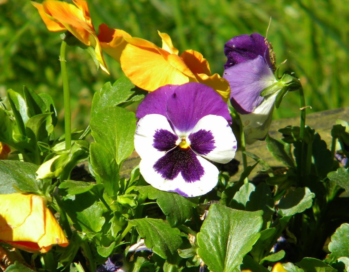 Stedmorsblomst (Viola)