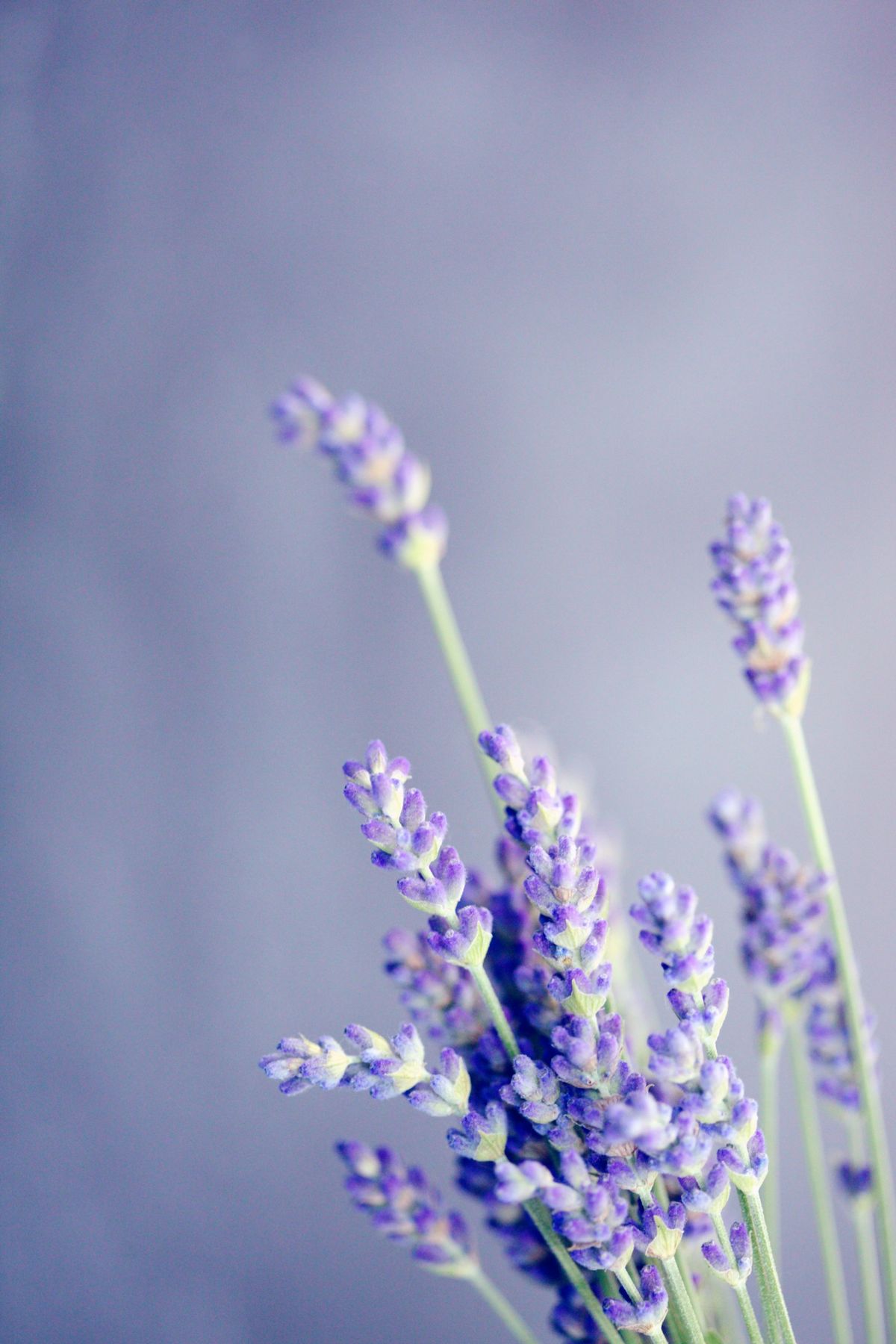 Lavendel
