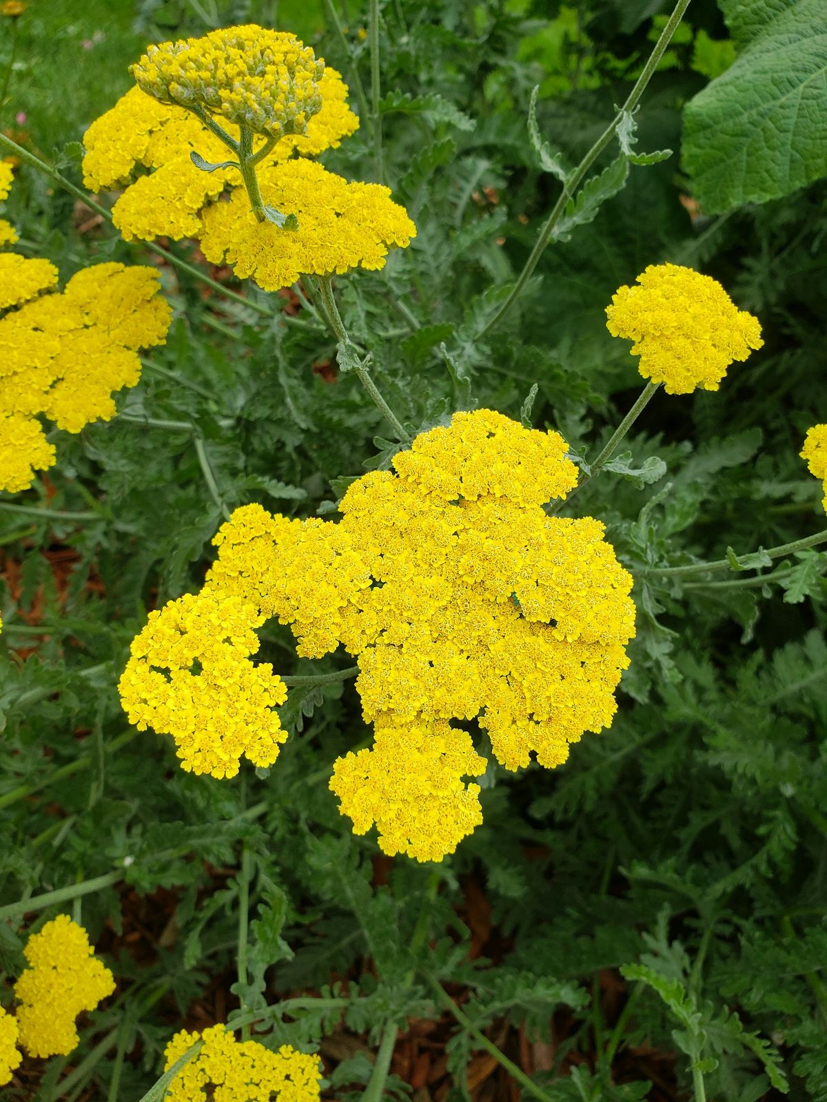 Ryllik (Achillea)