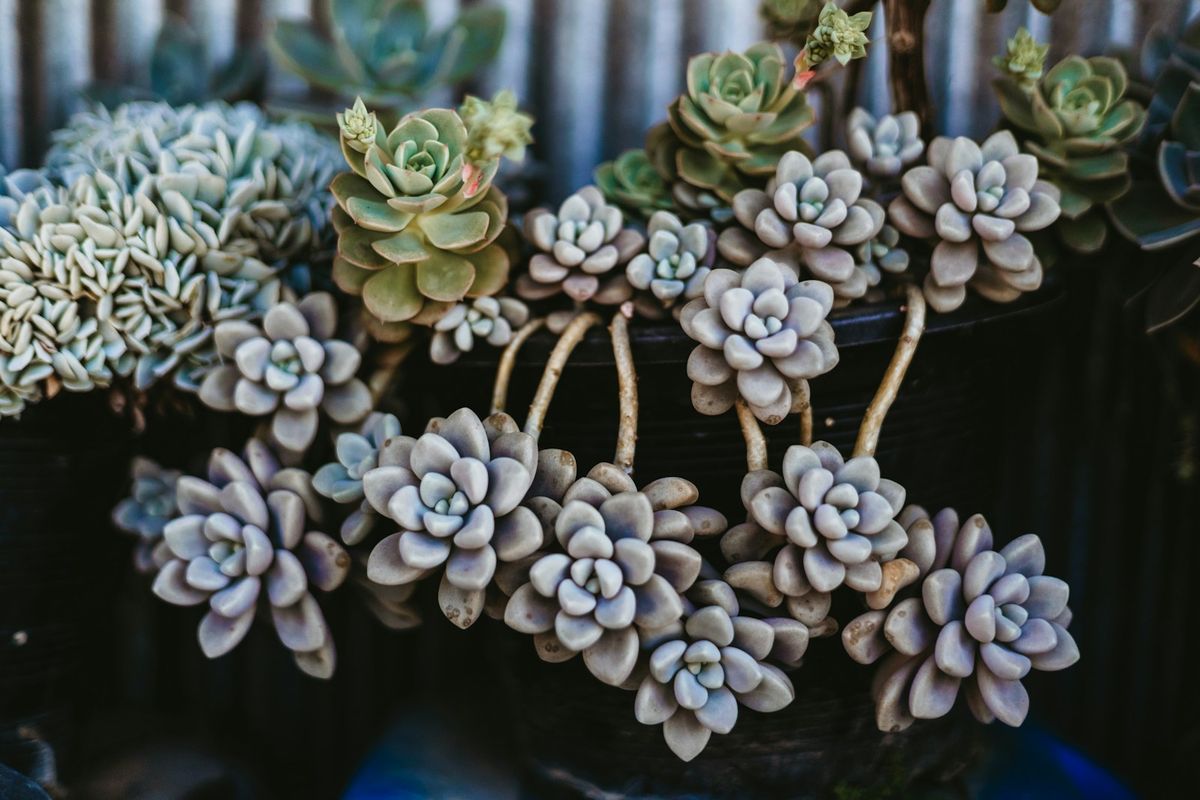 Bergknapp / sedum