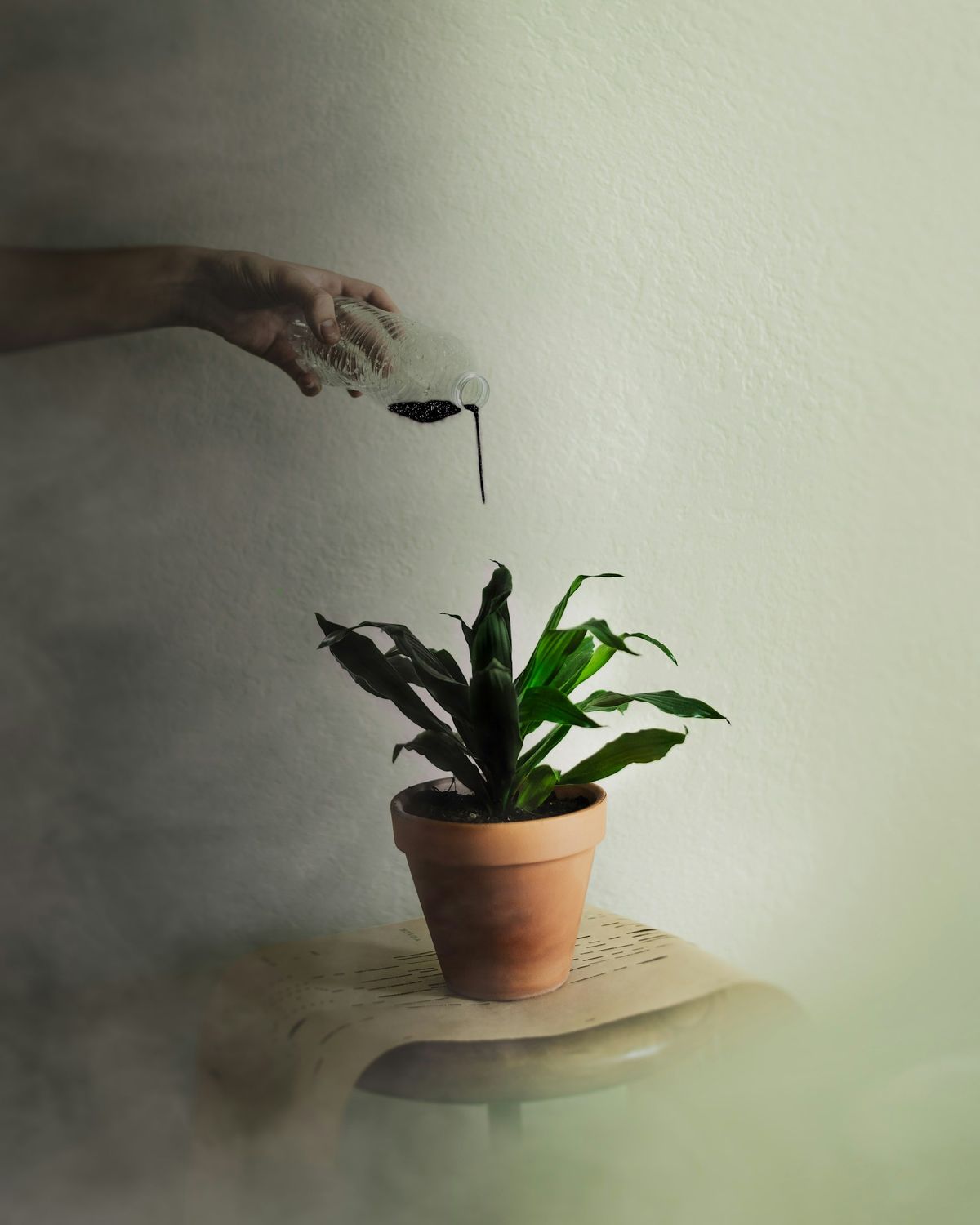 Person gir flytende gjodsel til en plante