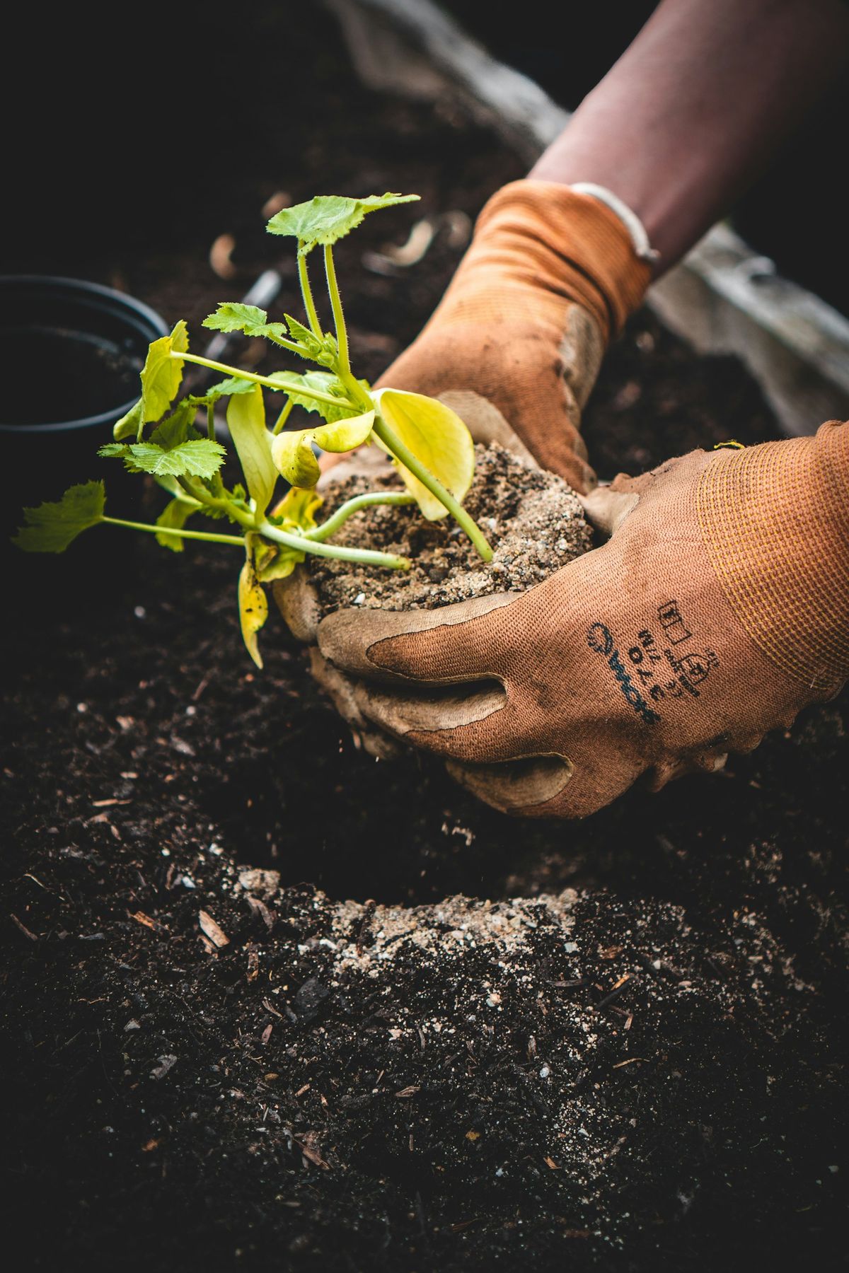Hender med hagehansker planter stikkling i jord