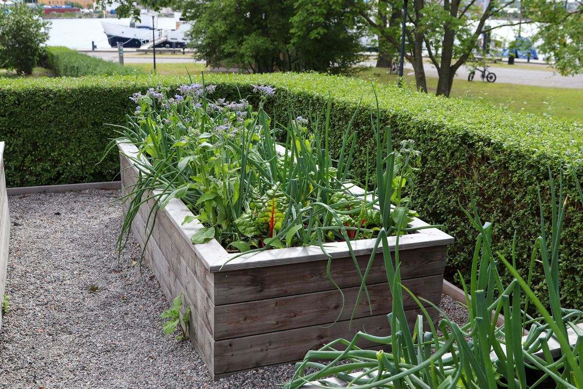Trehøybed fylt med grønne planter