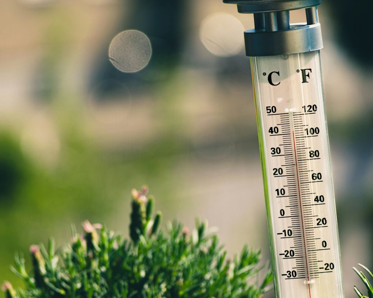 Termometer i nærbilde ved plante