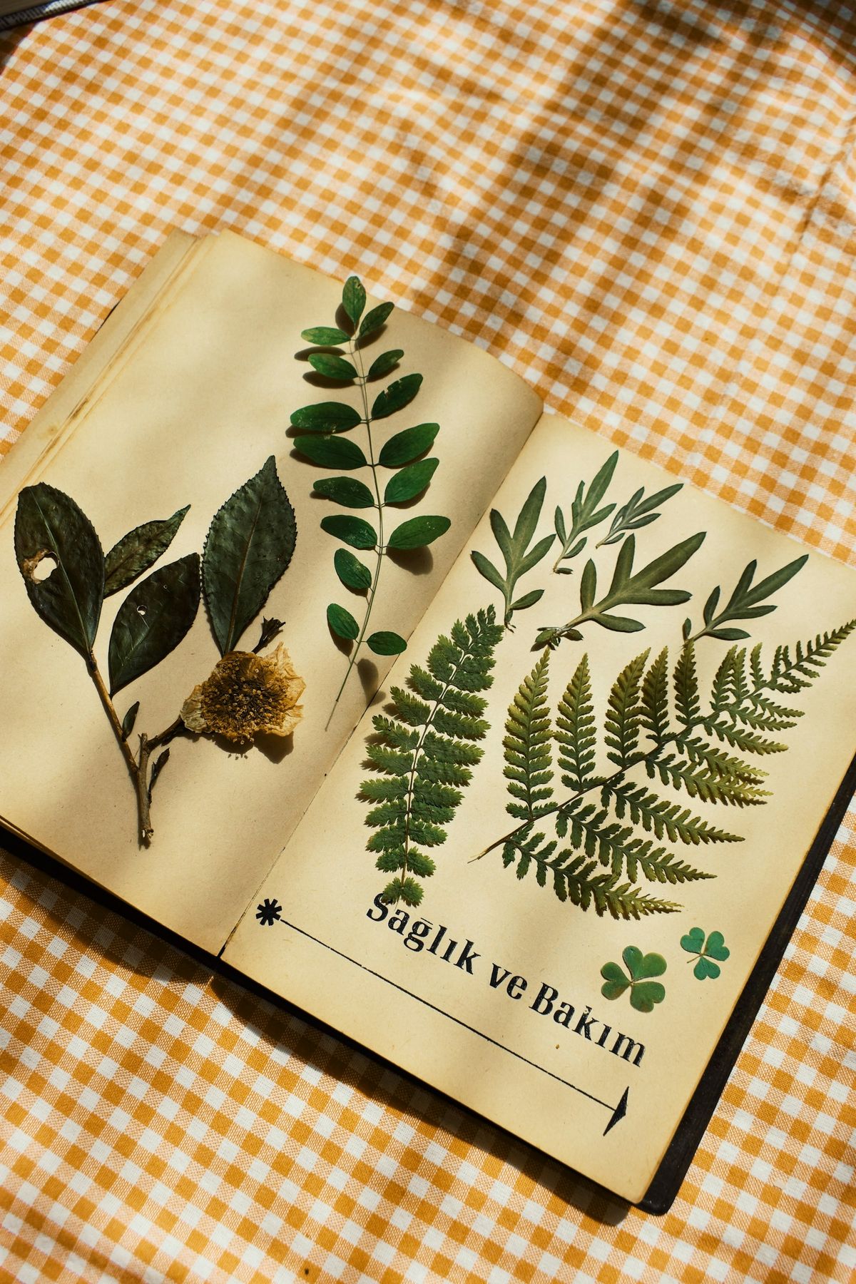 Pressede planter vist frem i en åpen bok