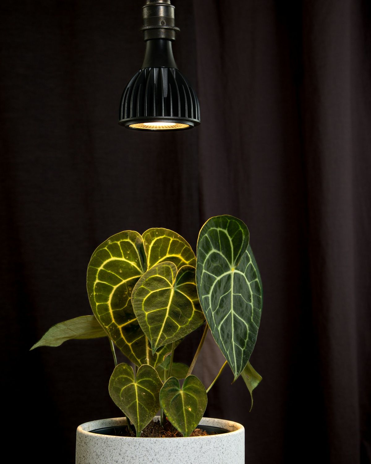 Potteplante med plantelys hengt over